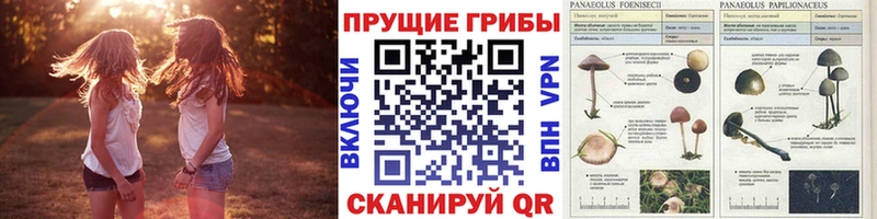 Псилоцибиновые грибы MAGIC MUSHROOMS  закладка  гидра ссылки  Рыбинск 